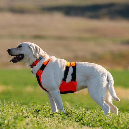 Browning Pet Hi-Vis Safety Vest for Dogs, Safety Orange, Large, Chest Protection