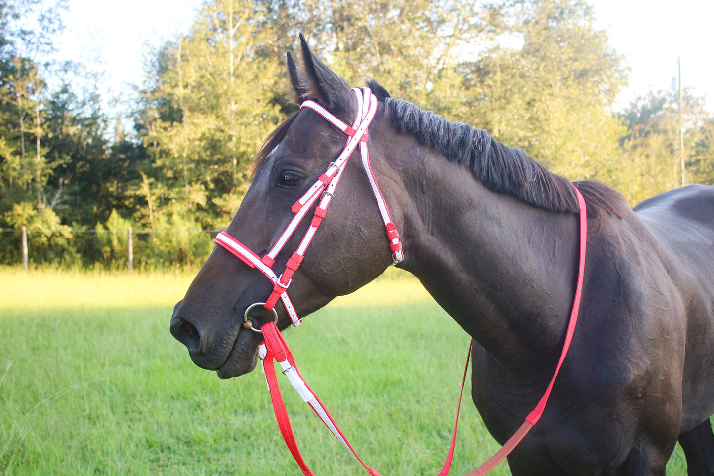 Tack Shack of Ocala Nylon Race Headstall, Custom Race Headstall, Nylon Headstall, Headstall for Horses, Race Headstall for Horses, Custom Made Headstall, Bridles for Horses, Bridles