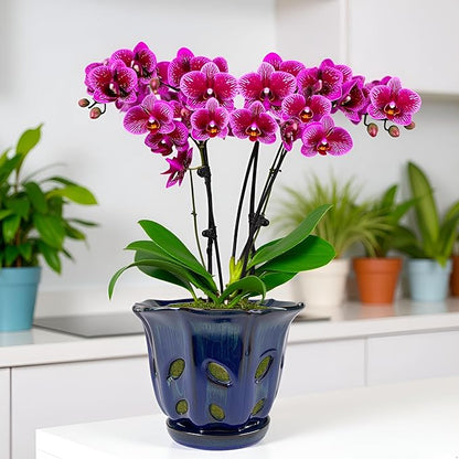 Ceramic Orchid Pots with Holes 6 inch (Dark Blue)