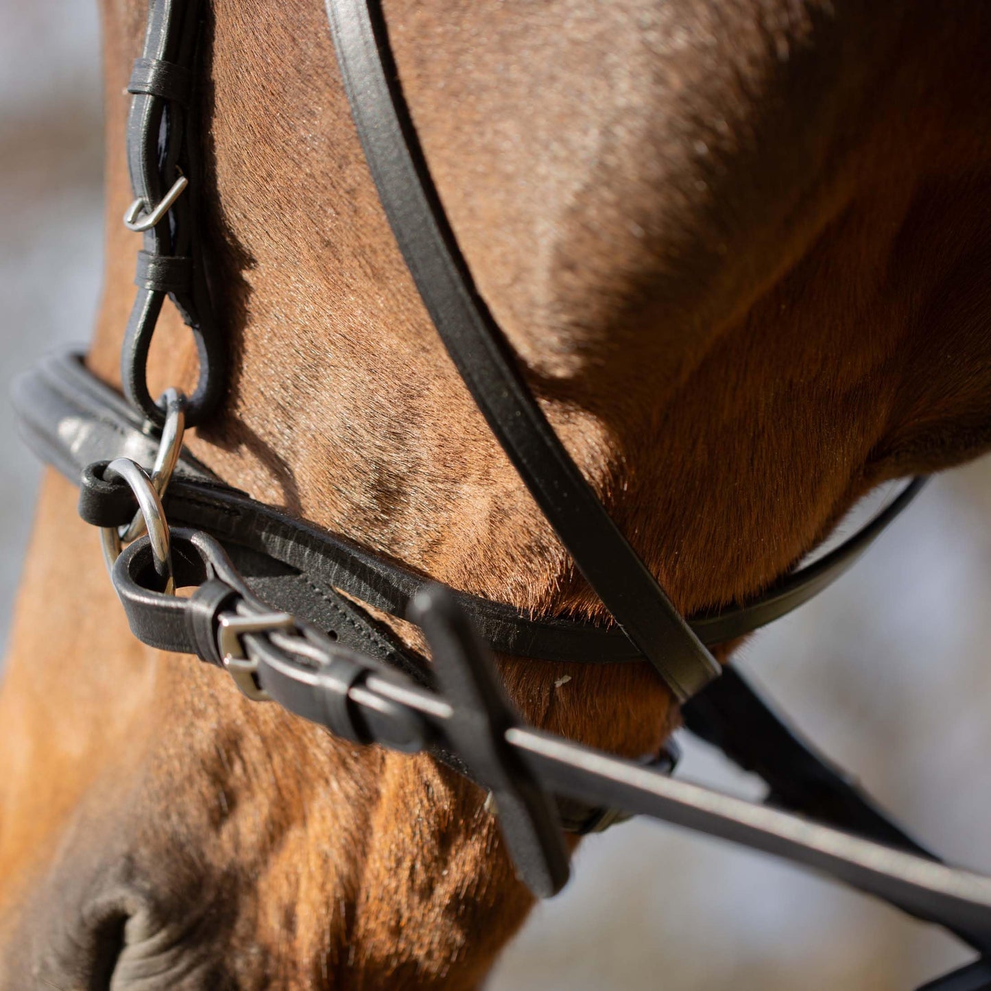 Equinavia Saga Cross-Under English Bitless Bridle for Horses | Reins Included - Black - Cob