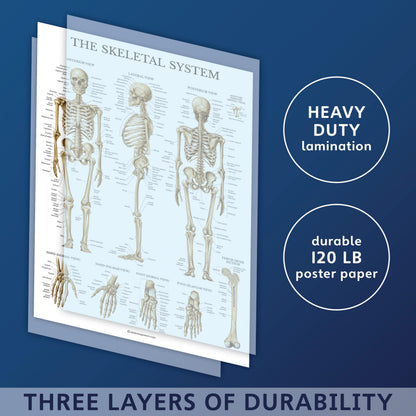 Palace Learning Muscular & Skeletal System Anatomical Poster Set - LAMINATED 2 Chart Set - Human Skeleton & Muscle Anatomy - (18" x 24")