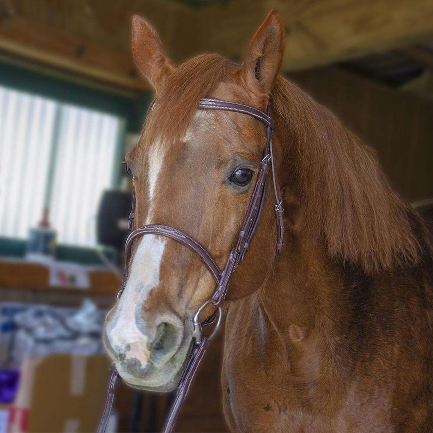 Paris Tack Everyday Raised Fancy Stitched Leather English Schooling Bridle with Laced Reins