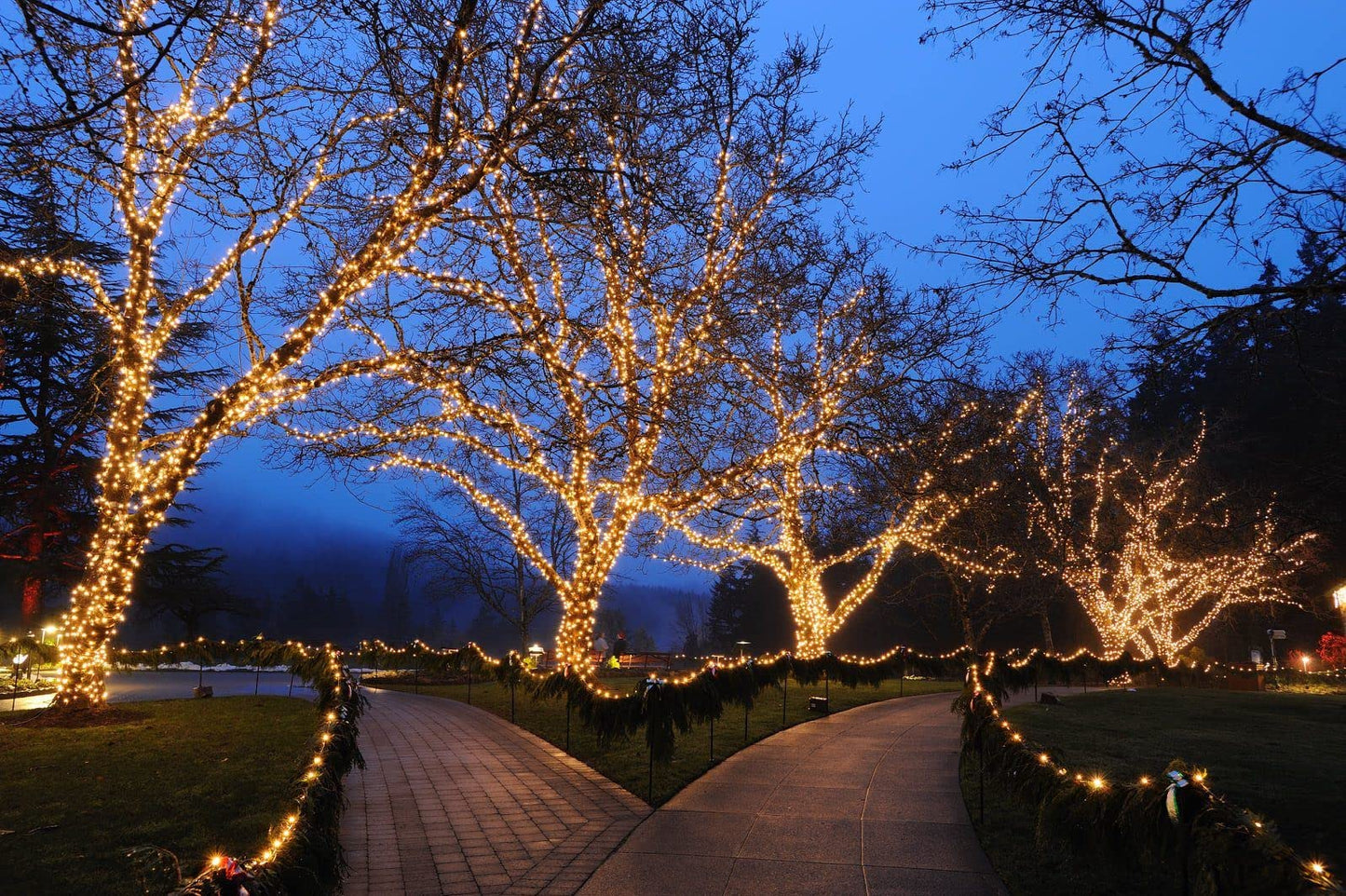 Novelty Lights 24FT 70 LED C6 Christmas String Lights, Outdoor Tree Commercial Grade LED Lights, Permanent Christmas Decorations (Warm White)
