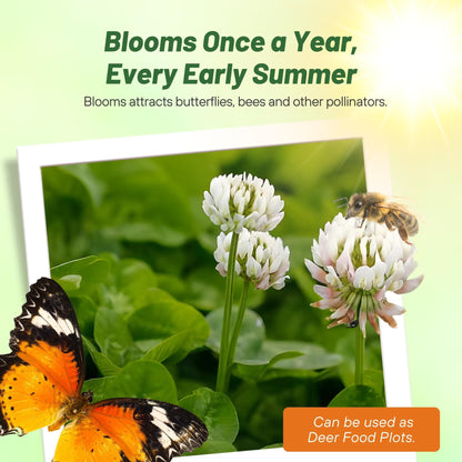 Outsidepride Perennial White Dutch Clover Seed - 1/4 lbs. Nitrocoated, Inoculated Clover Seeds for Lawn Alternative, Erosion Control, Food Plots, Ground Cover, & Pasture Mixtures in USDA Zones 3-10