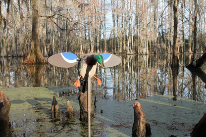 MOJO Outdoors Baby Mallard Drake Spinning Wing Decoy - Premium Waterfowl and Duck Hunting Decoy