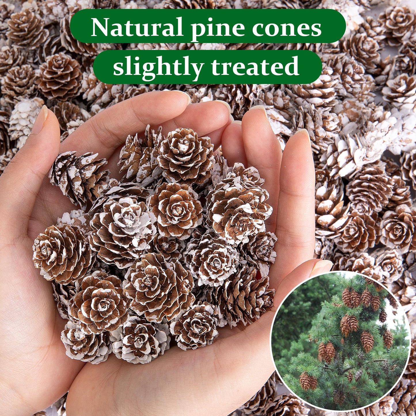 Deloky 150 Pcs Christmas Natural Mini Pine Cones- 1" Small Christmas Snow Pinecones Ornaments- Thanksgiving Mini Snow Pinecones for DIY Crafts Vase Fillers Fall Winter Home Christmas Tree Decor