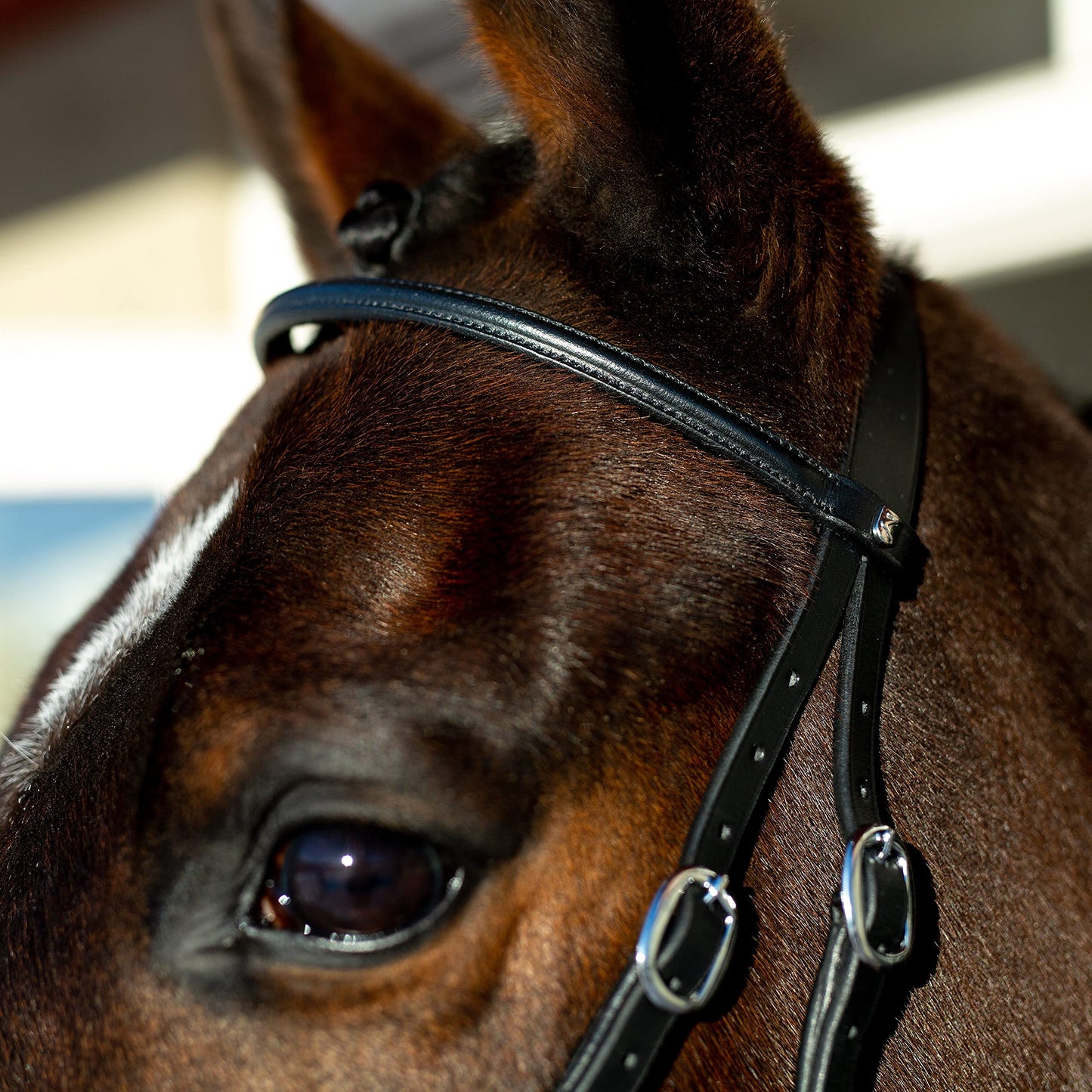 HORZE Genuine Leather Cross-Under Bitless Bridle | Web Reins Included - Black - Horse
