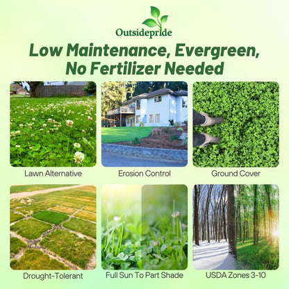 Outsidepride Perennial White Dutch Clover Seed - 1 lbs. Nitrocoated, Inoculated Clover Seeds for Lawn Alternative, Erosion Control, Food Plots, Ground Cover, & Pasture Mixtures in USDA Zones 3-10