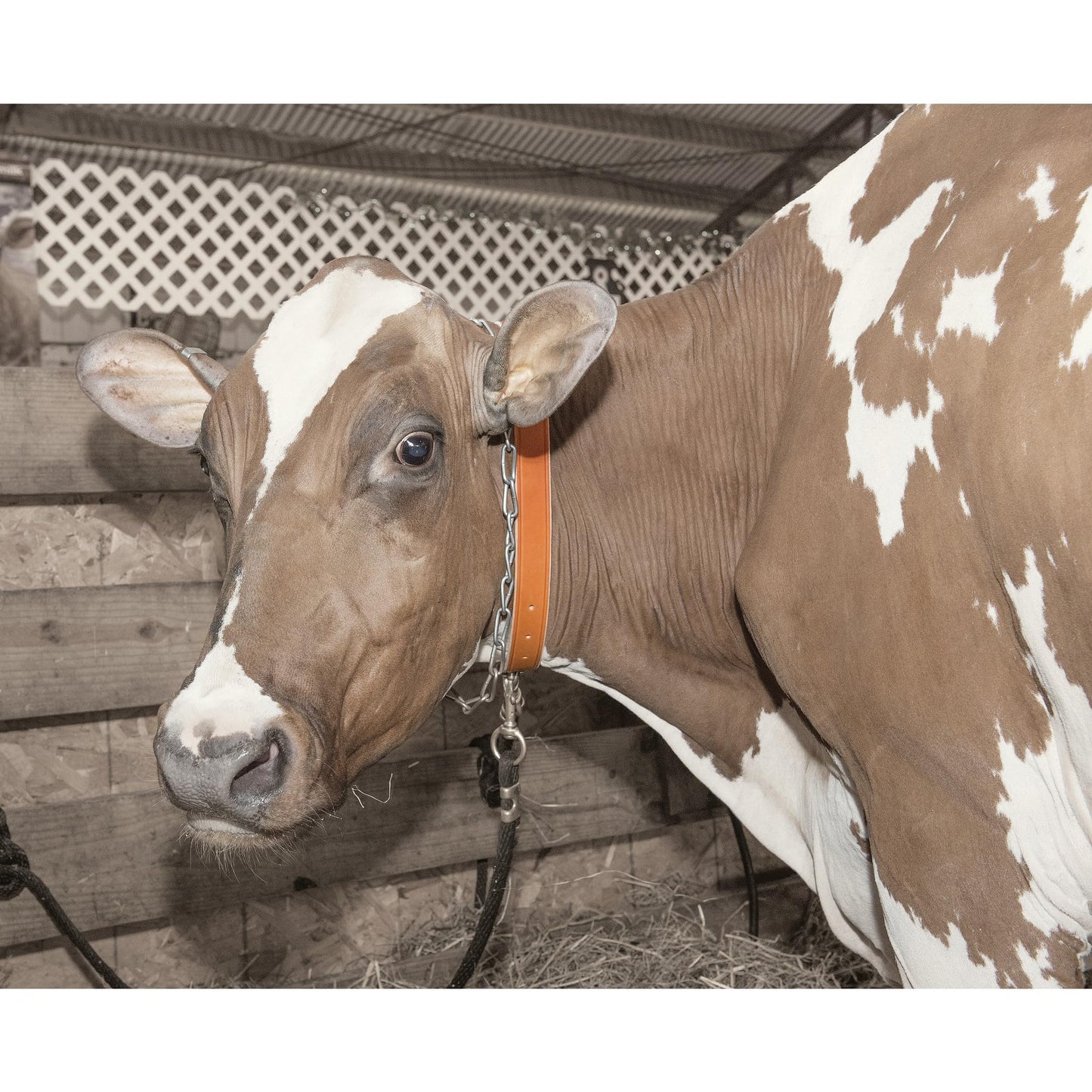 Weaver Leather LTHR Neck Strap Calf 1X33IN