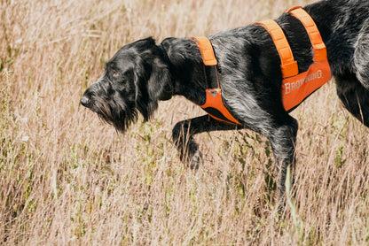 Browning Pet Hi-Vis Safety Vest for Dogs, Safety Orange, Large, Chest Protection