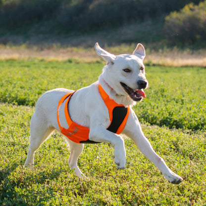 Browning Pet Hi-Vis Safety Vest for Dogs, Safety Orange, Large, Chest Protection