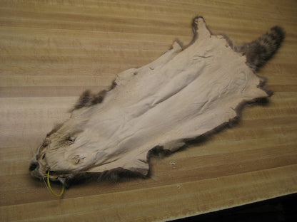 Tanned Raccoon Hide #2 Quality Fur Coats Pelt